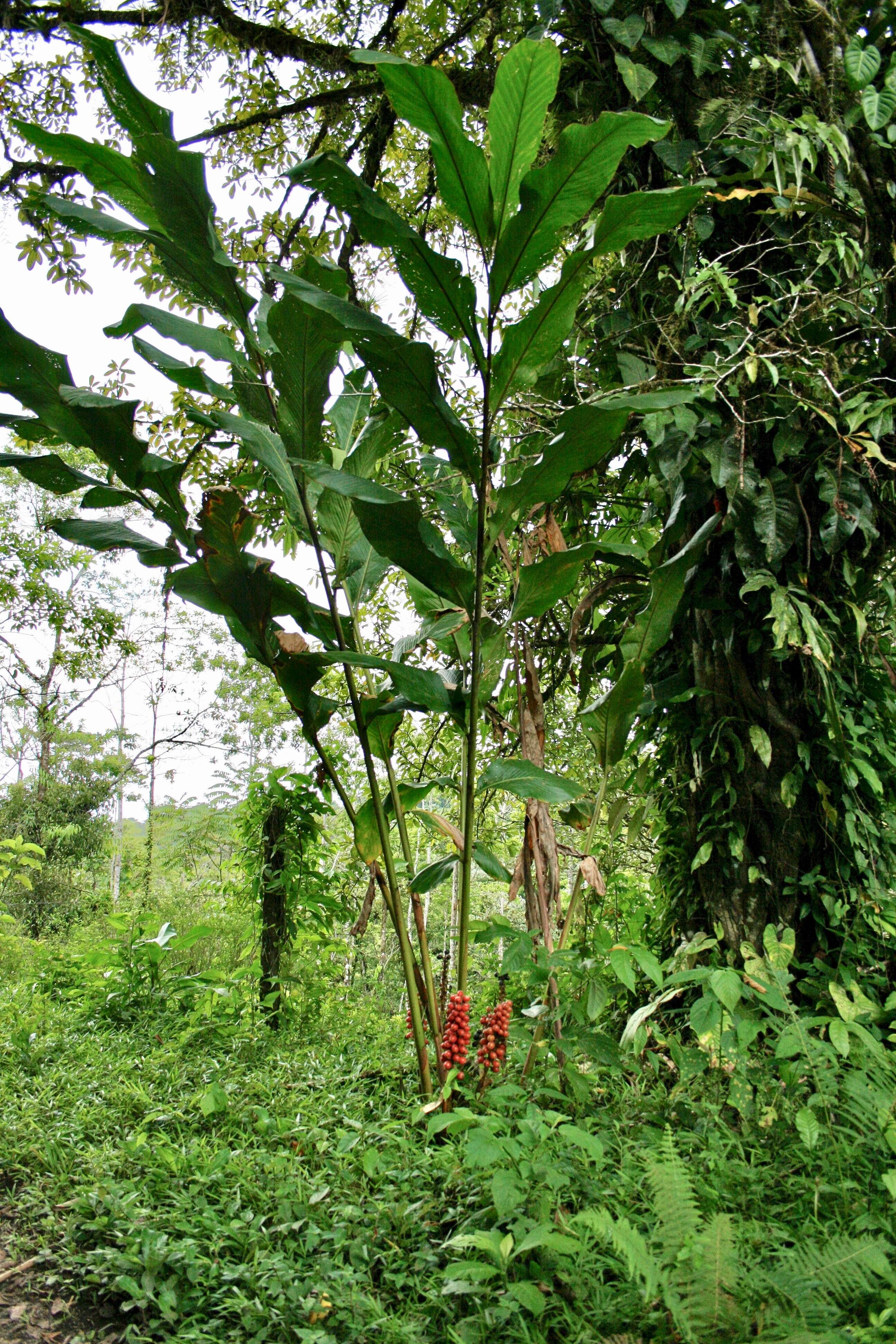 Image of jenjibre-de-jardin