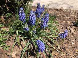 Image of Armenian grape hyacinth