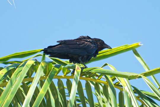 Image of Fish Crow