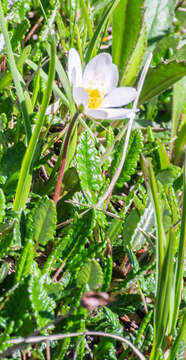 Image of alpine anemone