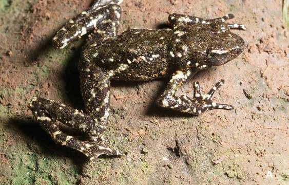 Image of Muller's toad