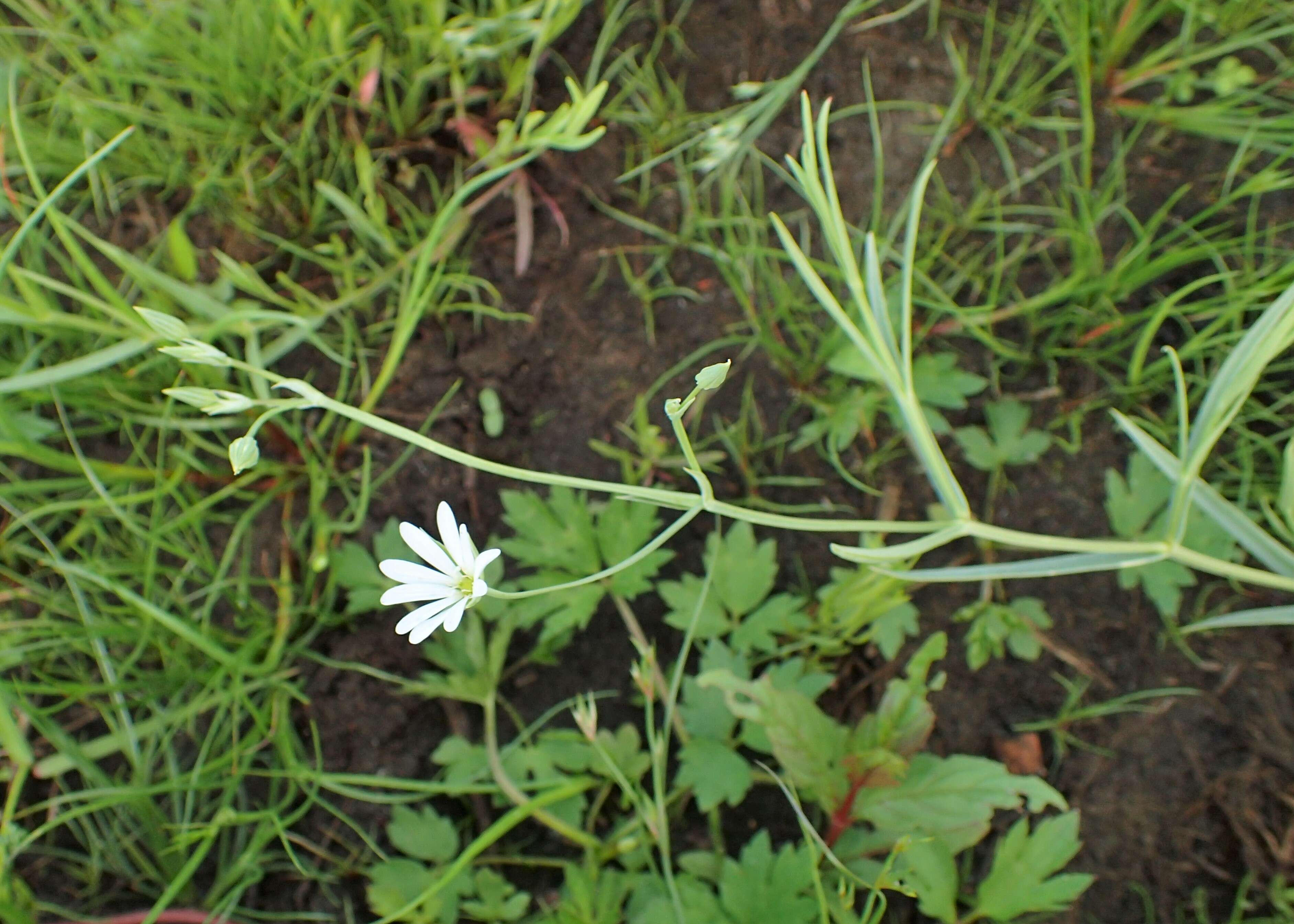 صورة Stellaria palustris Ehrh. ex Retz.