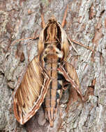 Image of Laurel sphinx