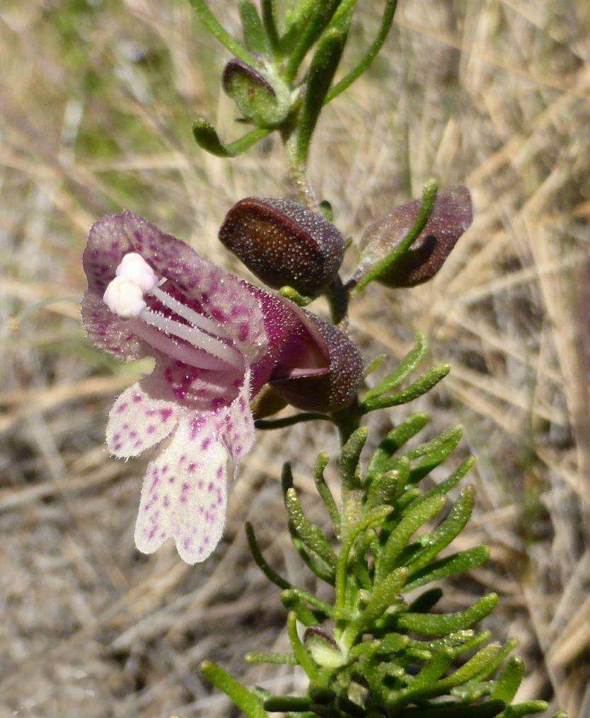 Image of Prostanthera florifera B. J. Conn