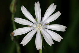 Image of wild lettuce