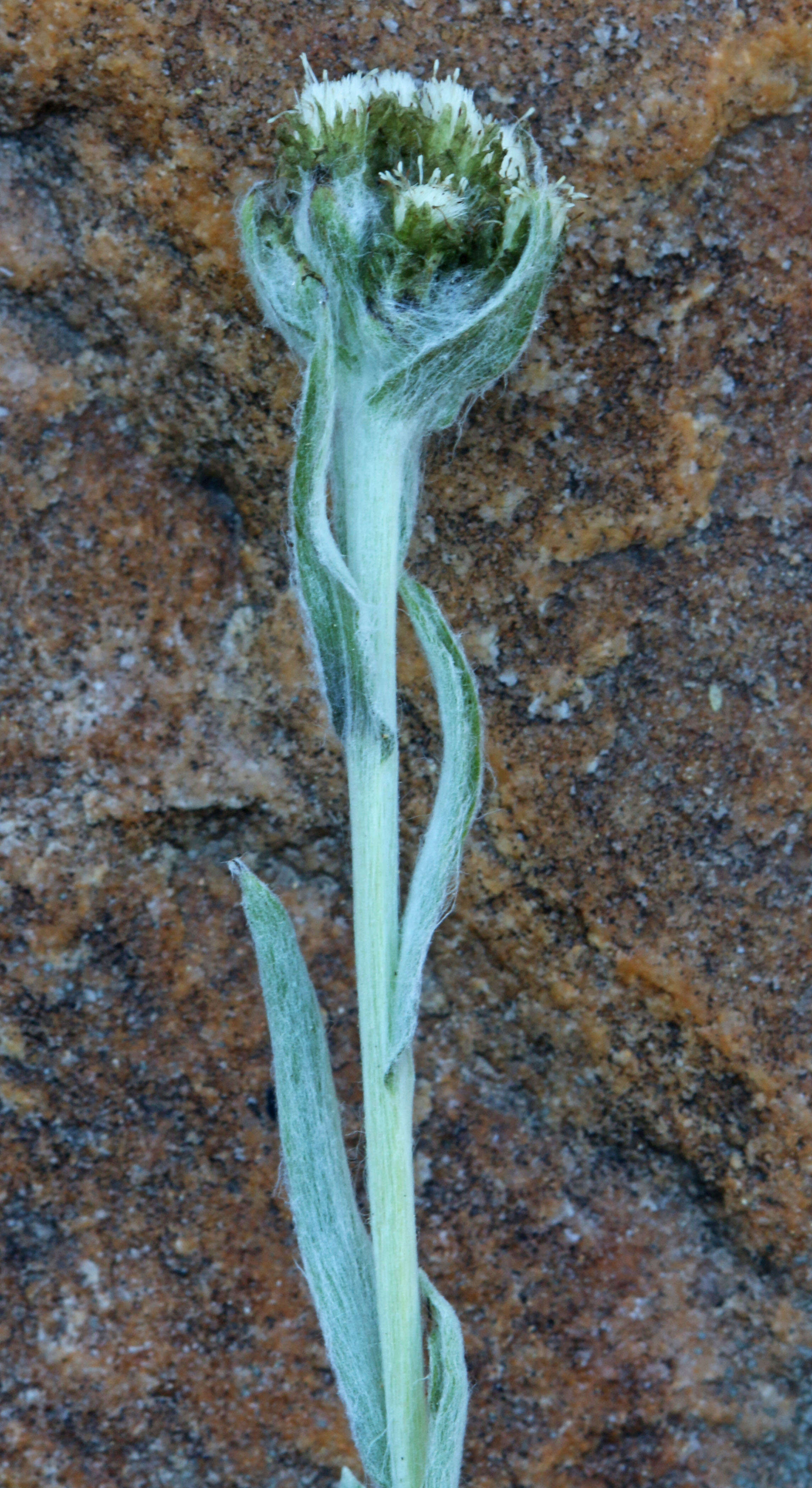 Image of Rocky Mountain pussytoes