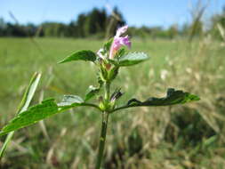 Image of Common hemp nettle