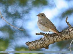 Image of Rusty-tailed Flycatcher