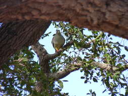 صورة Treron calvus (Temminck 1811)