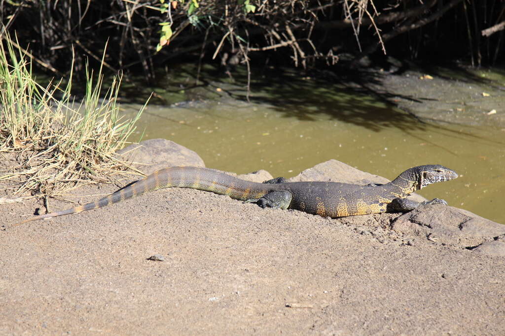 Image of Varanus niloticus