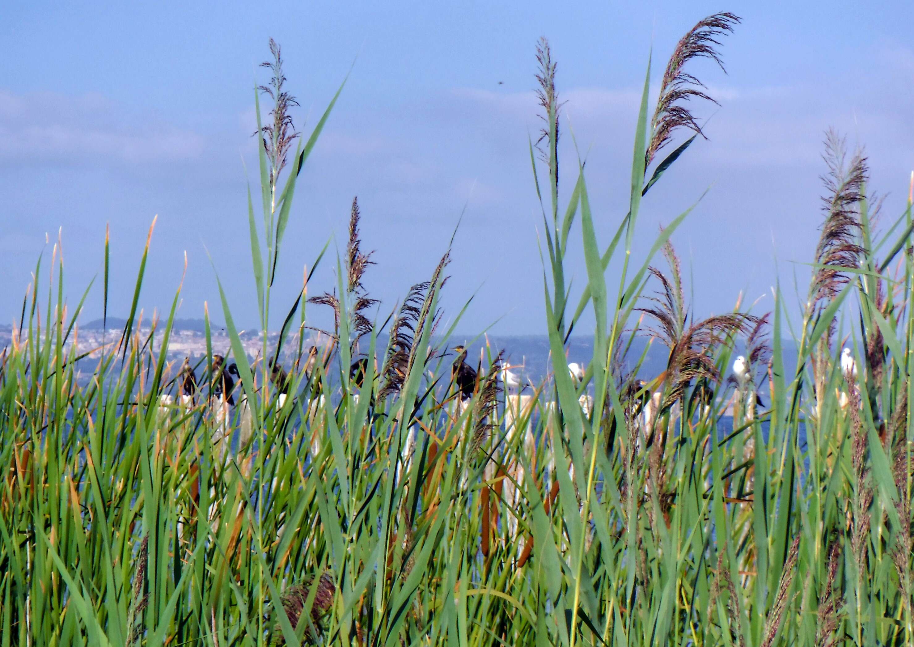 Image of broadleaf cattail