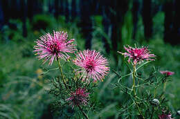 Imagem de Isopogon crithmifolius F. Müll.