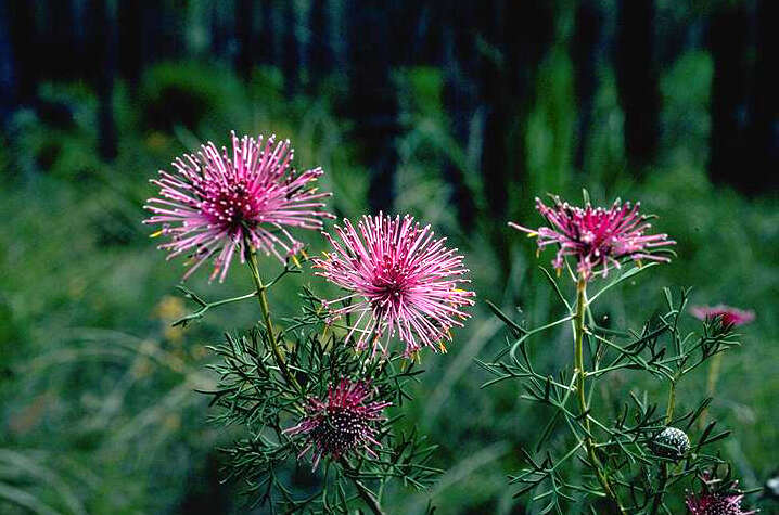 Imagem de Isopogon crithmifolius F. Müll.