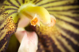 Image of Orchid