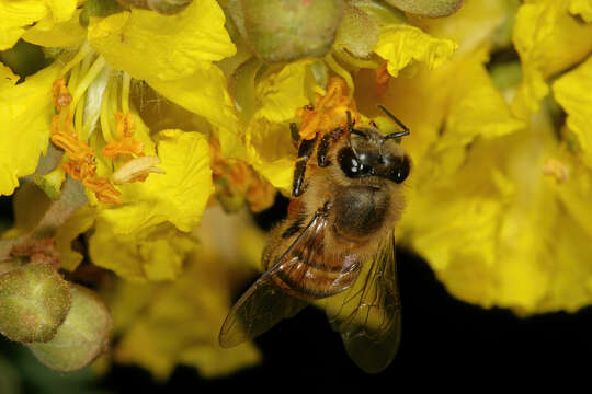 Слика од Apis mellifera scutellata