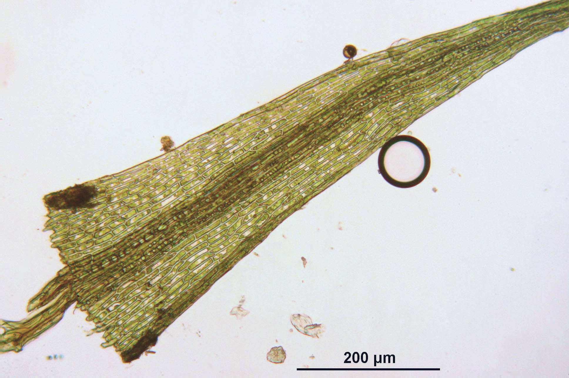 Image of dicranella moss