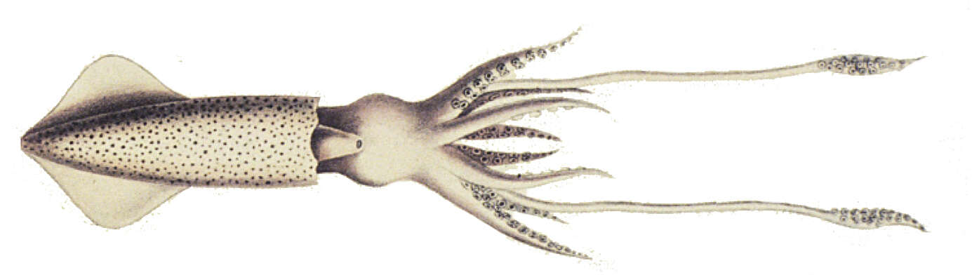 Image of Loliolus Steenstrup 1856