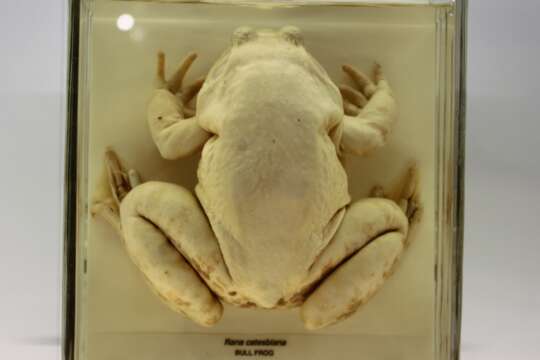 Image of American Bullfrog