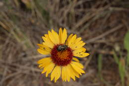 Image of Common perennial gaillardia