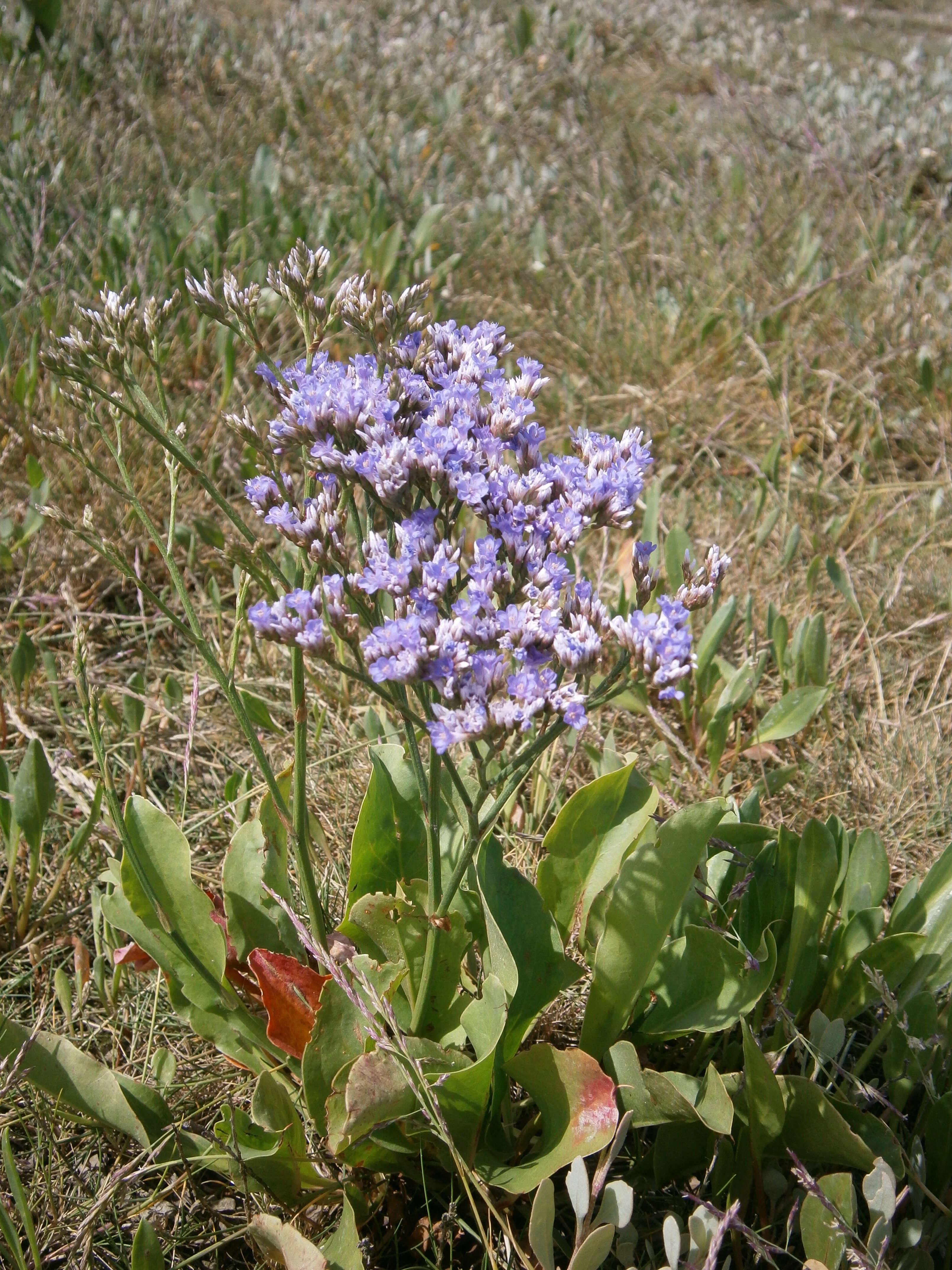 Image of Mediterranean sea lavender