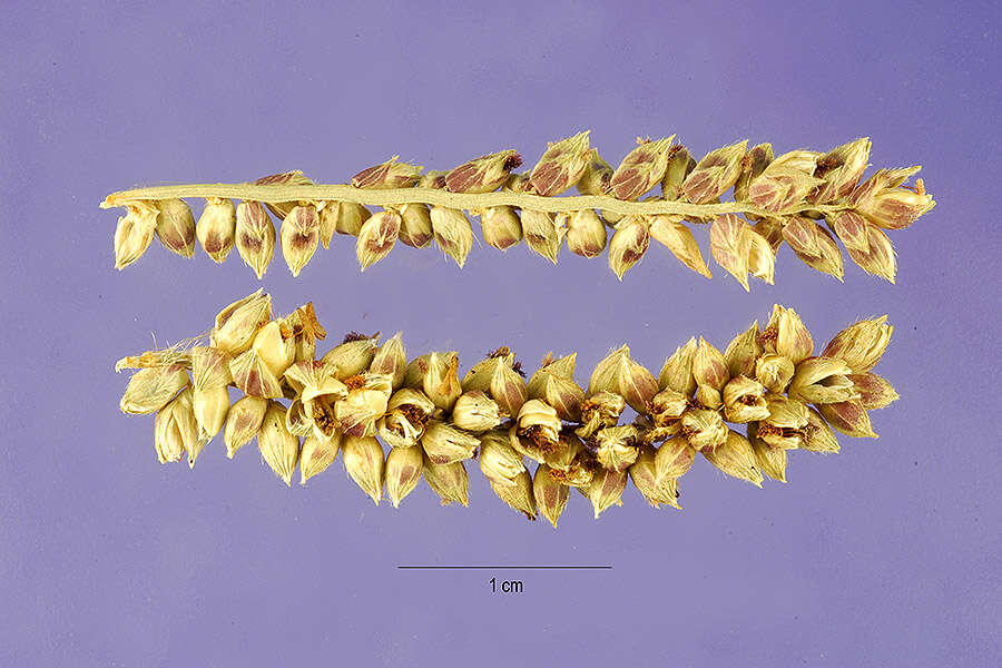 Echinochloa pyramidalis (Lam.) Hitchc. & Chase resmi