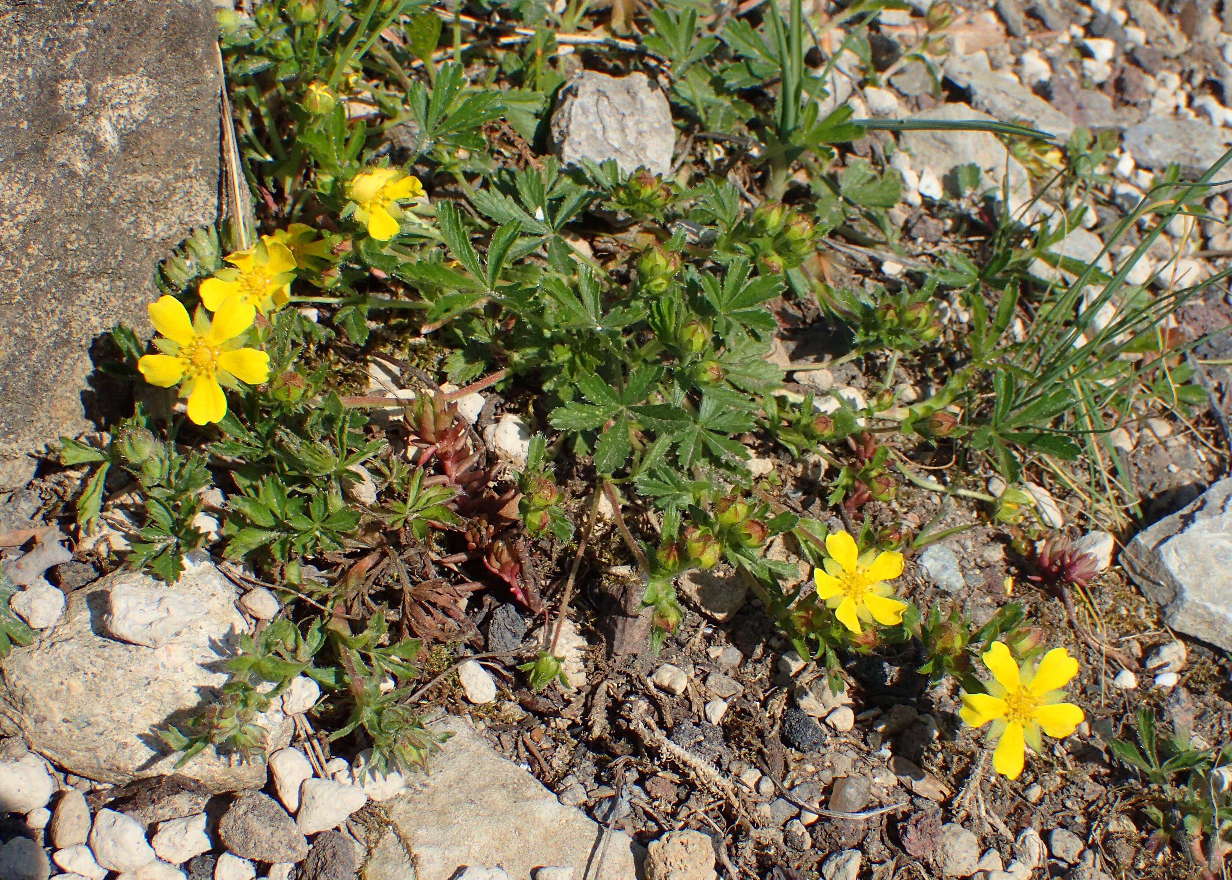 Image of spring cinquefoil