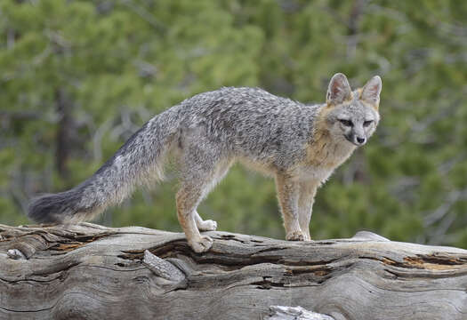 Image of Grey Foxes