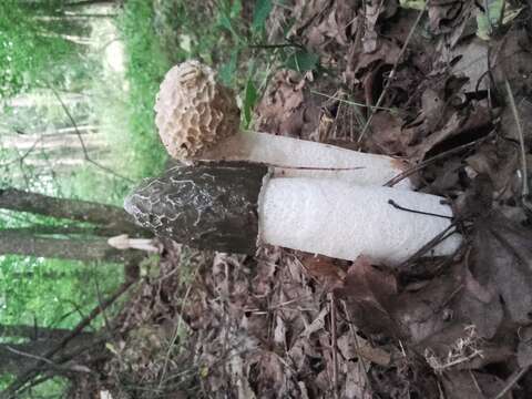 Image of Stinkhorn