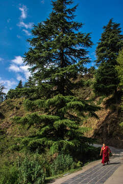 Image of Deodar cedar