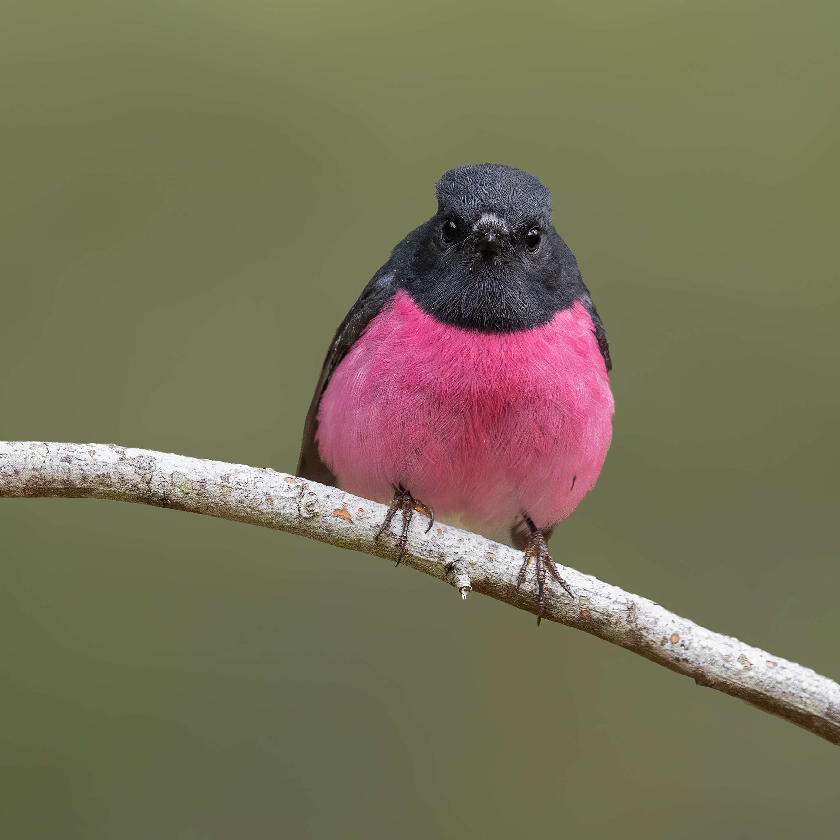 Image of Pink Robin