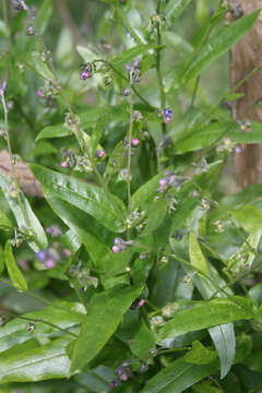 Image of Green Hound's-tongue