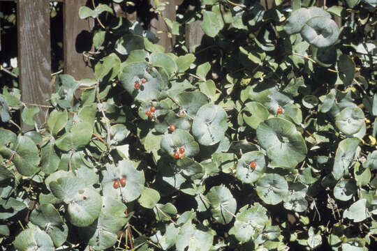 Image of grape honeysuckle