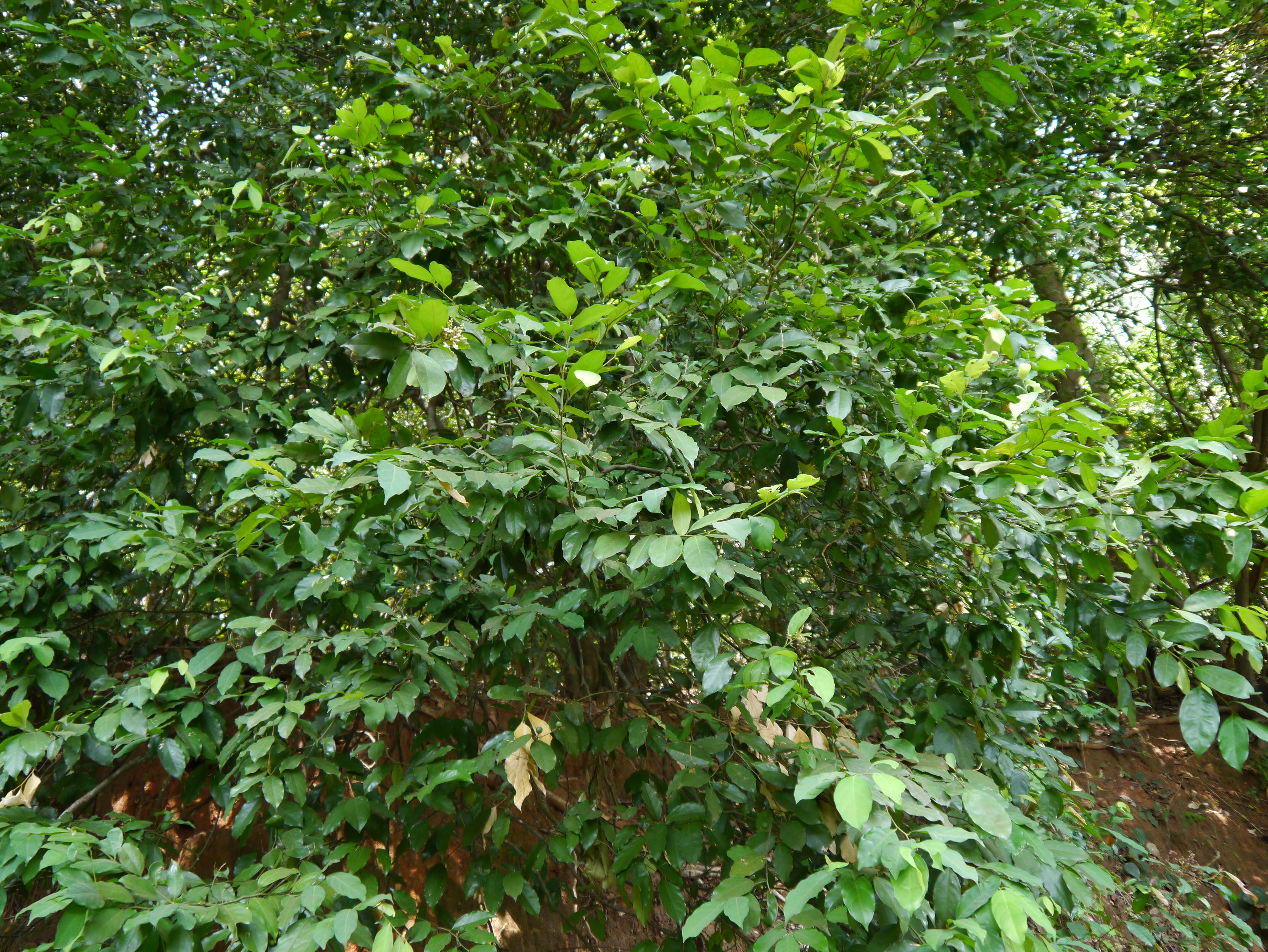 Image of Siamese Yellowleaf