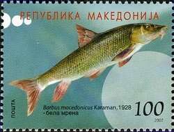 Image of Macedonian barbel