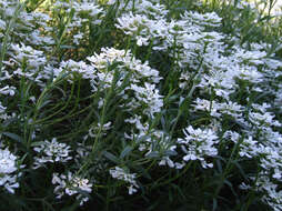 Plancia ëd Iberis sempervirens L.