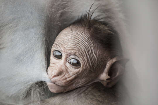 Image of Toque macaque