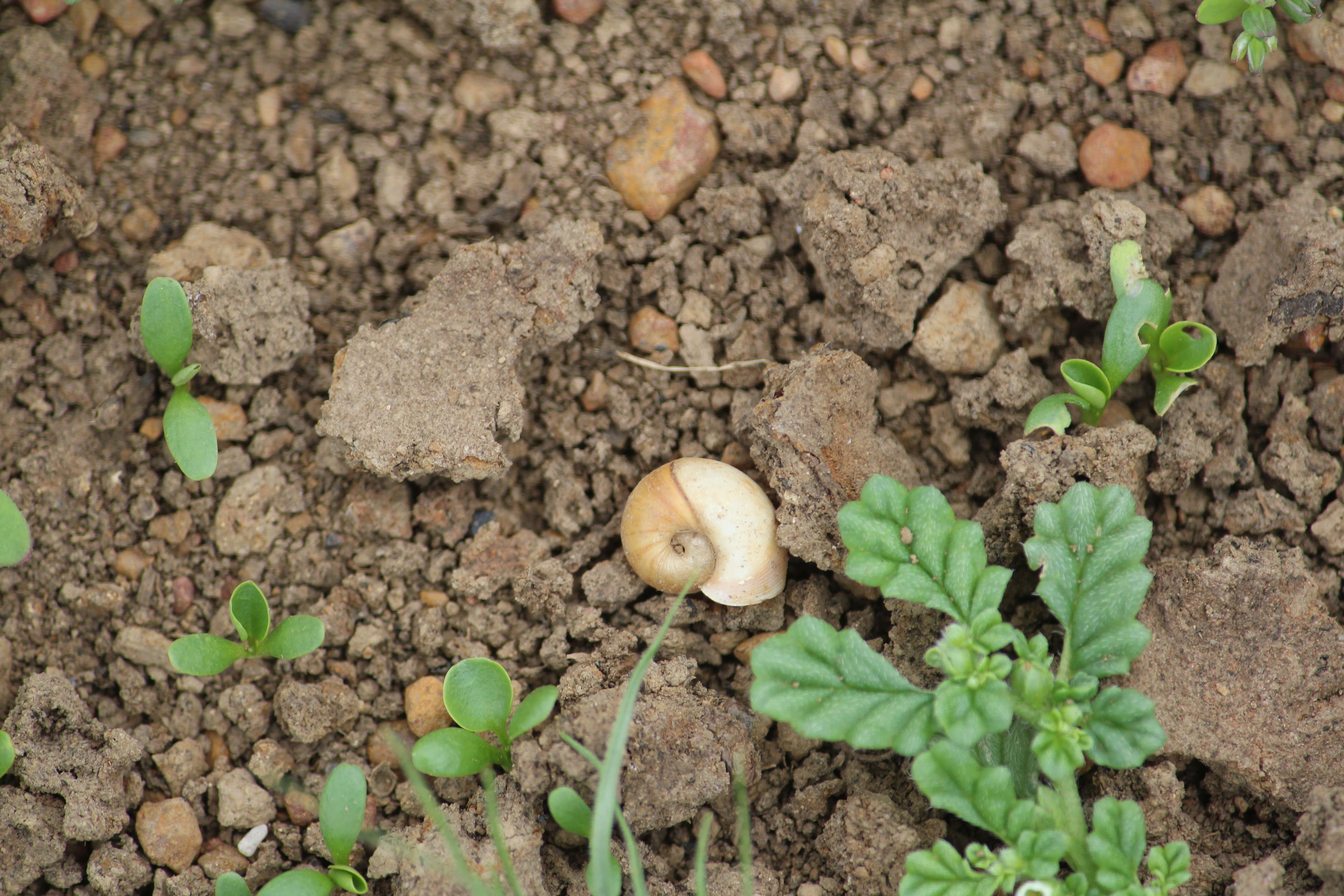 Image de Coldenia