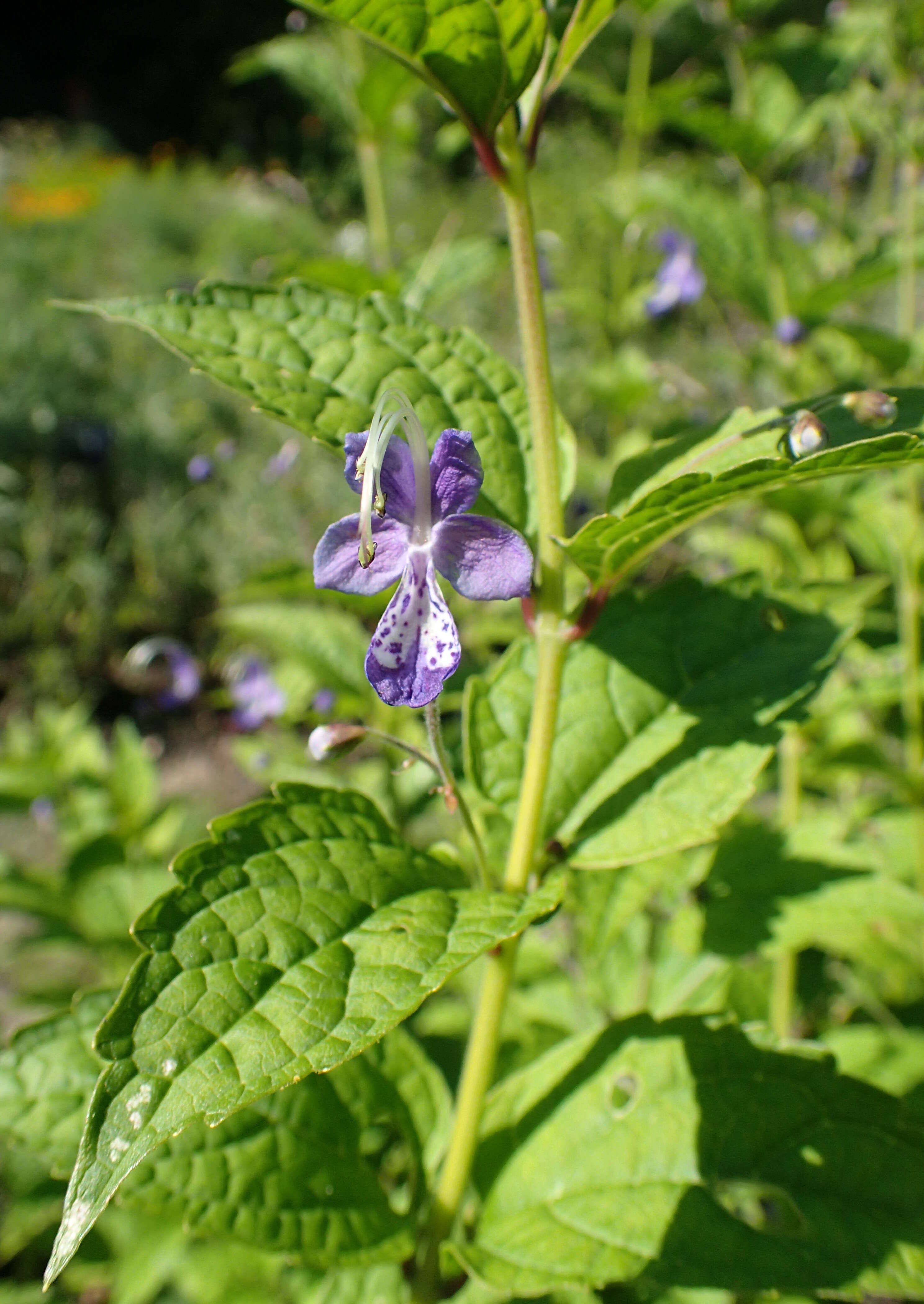 Imagem de Tripora divaricata (Maxim.) P. D. Cantino