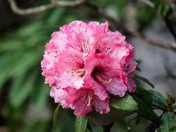 Imagem de Rhododendron wallichii Hook. fil.