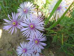 صورة Lampranthus