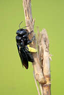 Image of large carpenter bee