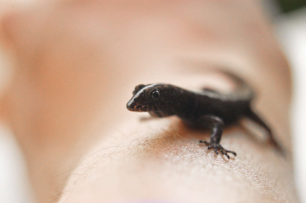 Image of Wiegmann's Striped Gecko