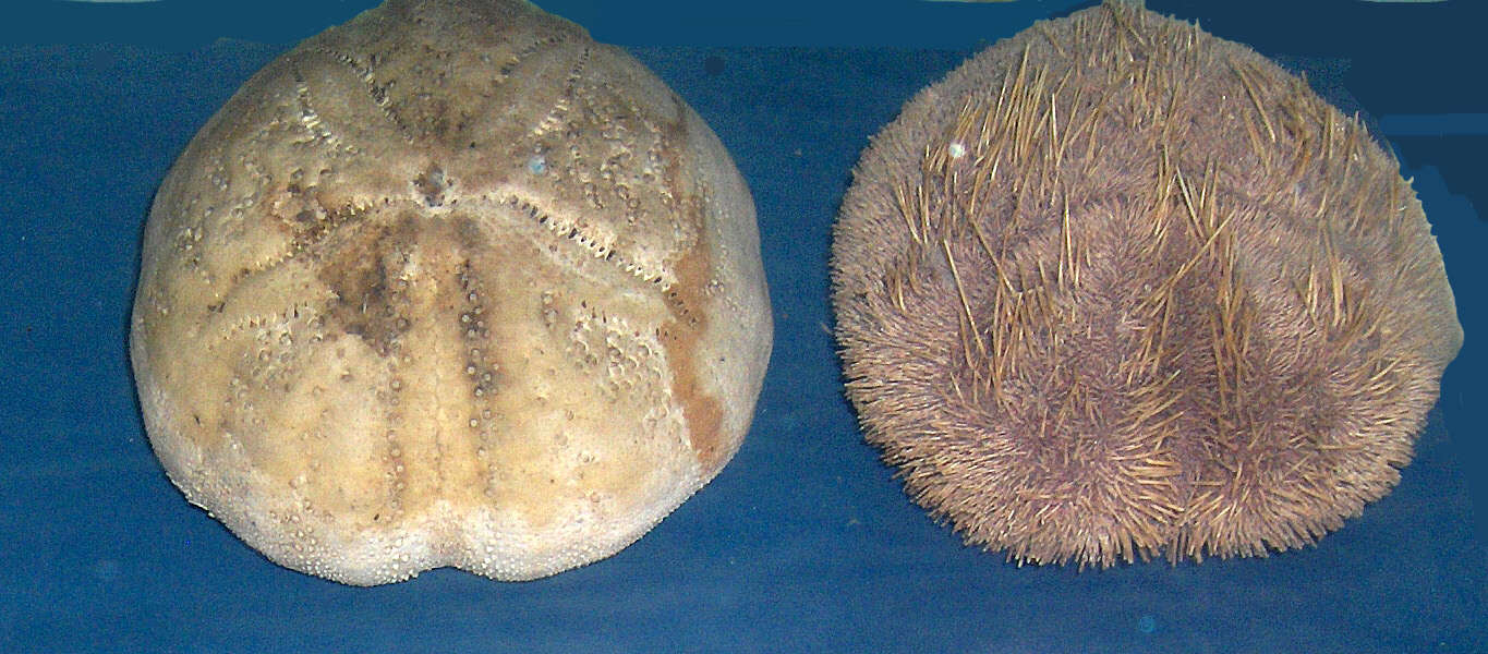 Image of purple heart urchin