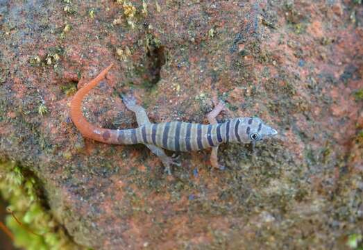 Image of Ashy gecko