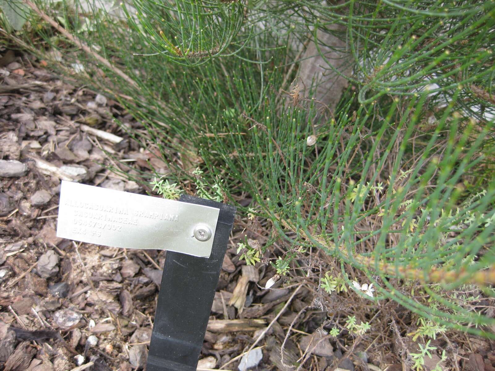 Image of Allocasuarina grampiana L. A. S. Johnson