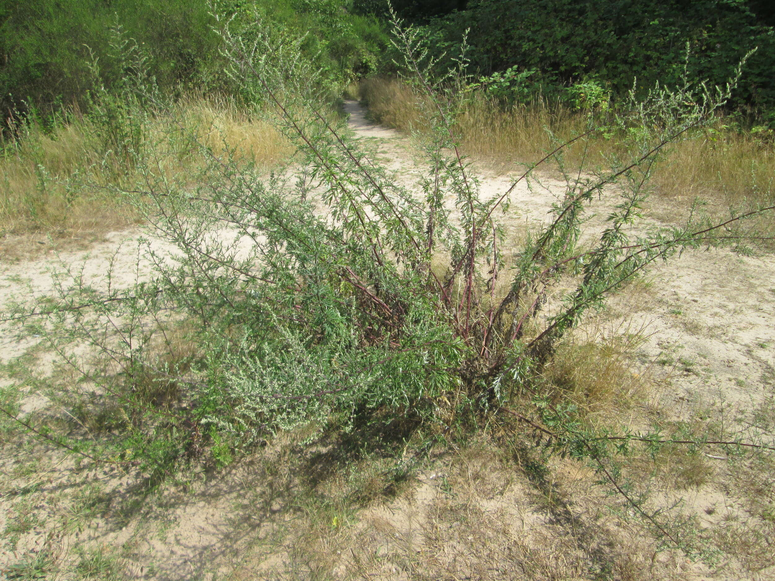 Image of common wormwood