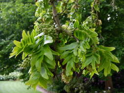 Image of Honey Locust