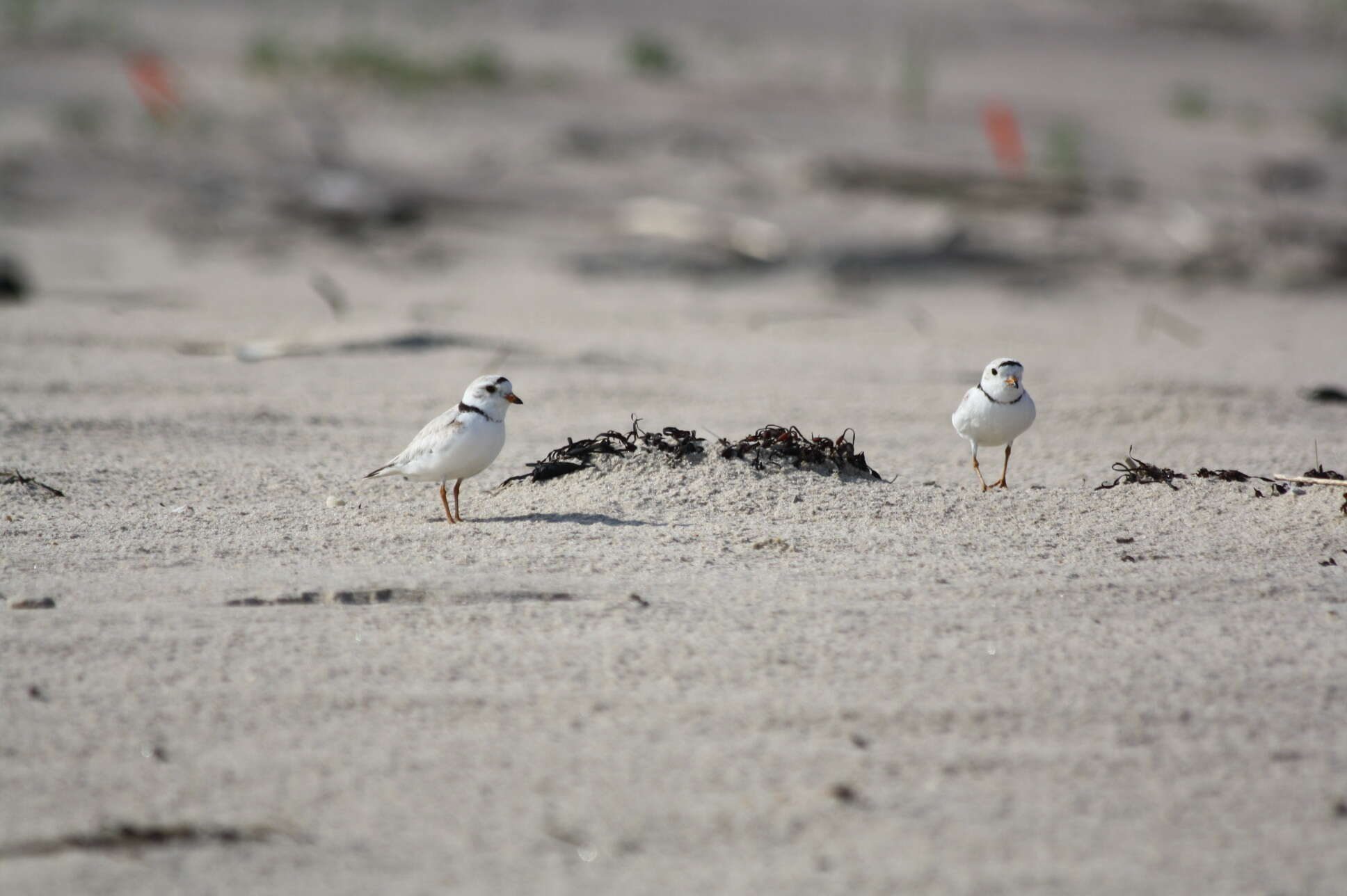 Image of Piping Plover