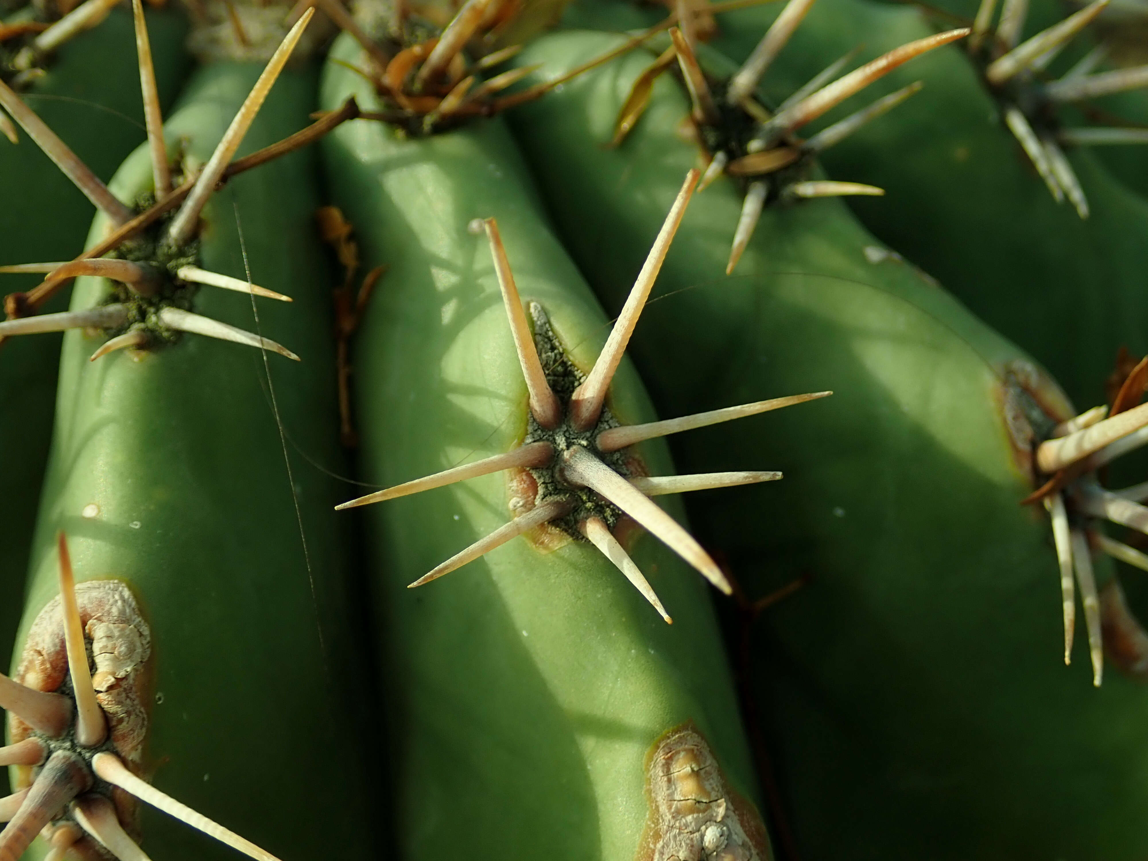 Image of Cactus