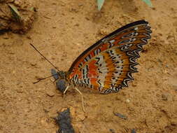 Image of Cethosia cyane Drury 1770